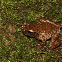 <i>Pseudophilautus fulvus</i> Manamendra-Arachchi & Pethiyagoda, 2005